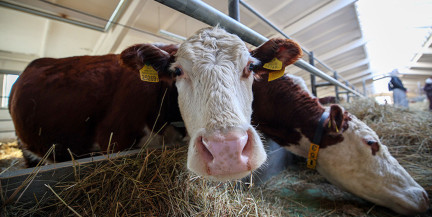 В Беларуси за 5 лет вдвое увеличат поголовье племенного скота КРС мясных пород