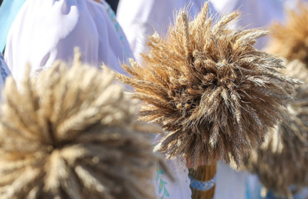 Президент Беларуси поздравил аграриев Гомельщины: «Пусть земля щедро отвечает на вашу заботу»