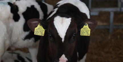 Лукашенко поставил задачу усилить дисциплину в секторе животноводства