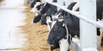 «Наше время приходит»: Президент поставил задачу активно развивать мясное животноводство