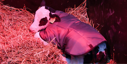 «Моральное уродство». Лукашенко жестко высказался о падеже