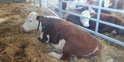 Пополнение на президентской ферме. Александру Лукашенко подарили корову