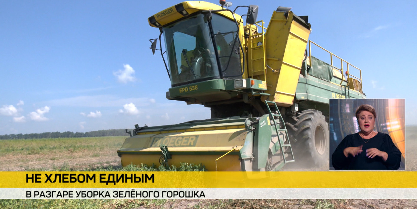 процесс уборки гороха с полей