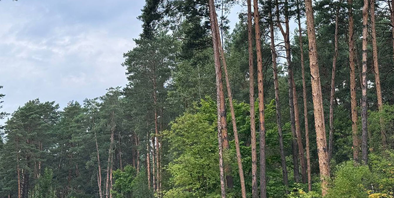 запрет на посещение лесов действует в Беларуси