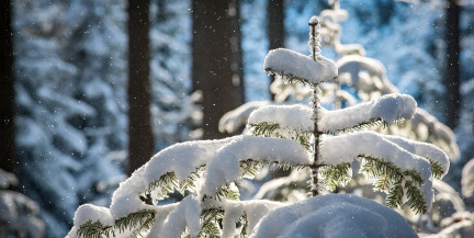 Резкое потепление идет в Беларусь. Погода на 24-26 января