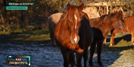 Как оседлать грядущий год? Репортаж ОНТ – о лошадях на манеже и в дикой природе