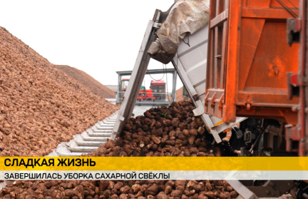 В регионах завершили уборку сахарной свеклы