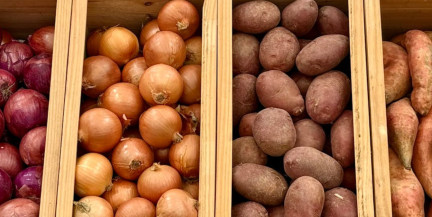 Предельные максимальные цены на овощи и яблоки для госнужд установил Минсельхозпрод