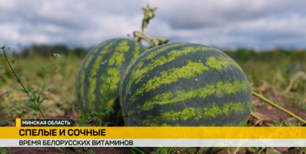 От бахчи до сада: как в Беларуси растят арбузы и собирают тысячи тонн яблок