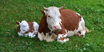 В Беларуси утверждены размеры надбавок сельхозпредприятиям в 2026 году