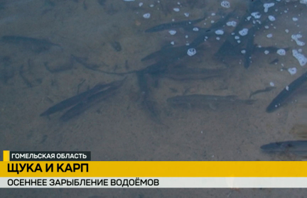 В Беларуси стартовал сезон активного зарыбления водоемов