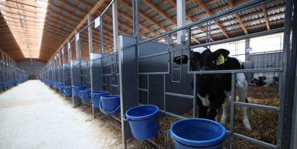 528 профилакториев для телят построят в Беларуси к октябрю