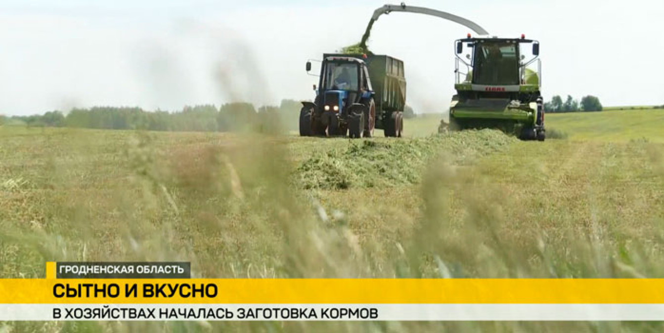 Во всех хозяйствах Гродненской области – первый укос трав набирает обороты