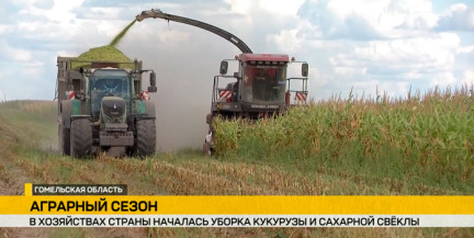 Кукуруза в Гомельской области и свёкла в Гродненской: как регионы закрывают важные этапы уборочной