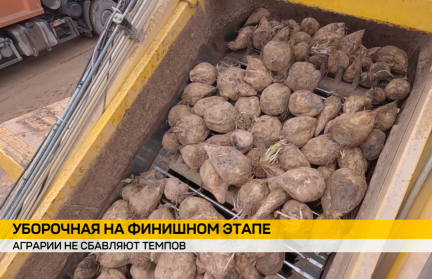 В Беларуси собрано более 4 млн тонн сахарной свеклы