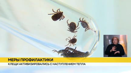Первые укусы клещей в сезоне: эпидемиологи сообщают о риске заражения энцефалитом