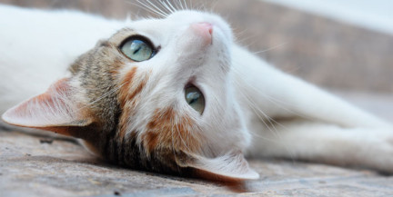 В Испании кошек начали привлекать к лечению аутизма и тревожных расстройств