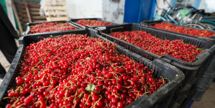 Сдали на 80 млн рублей: в Беларуси растут объёмы заготовки сельхозпродукции