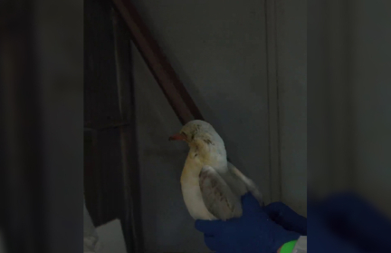 Тяжело, спим по два часа: волонтер по спасению птиц от разлившегося в Черном море мазута рассказала о работе