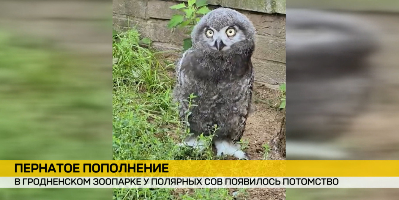 детеныш полярных сов