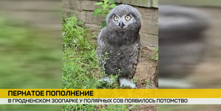 Долгожданное пополнение: в Гродно впервые вылупился птенец полярной совы