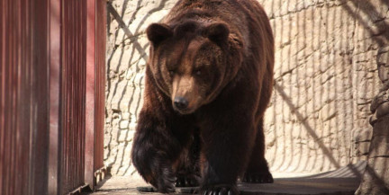 Бурые медведи проснулись в Минском зоопарке