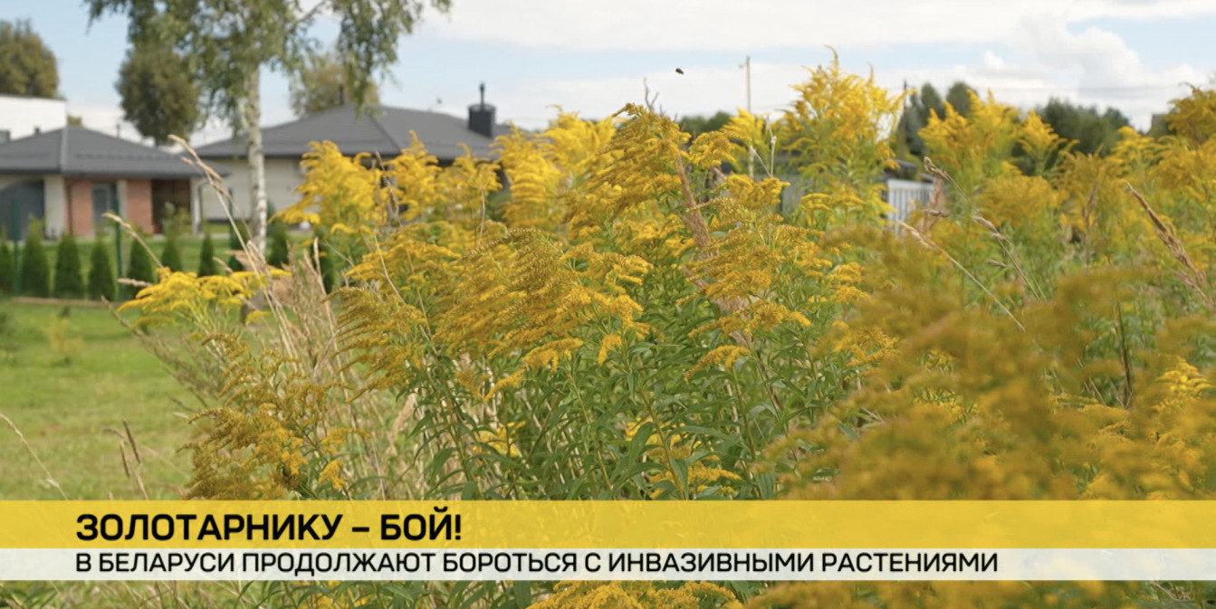 Беларуси активно борются с инвазивными растениями: в каком случае владельцы участков могут получить штраф