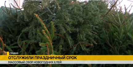 Гродненские коммунальщики придумали, как с пользой применить отслужившие новогодние ели