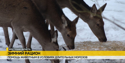 Подкормка зверей в Беловежской пуще: организовано более сотни площадок в морозную зиму