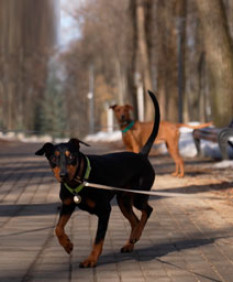 На что пойдут налоги владельцев собак и как приучить горожан к уборке за питомцем