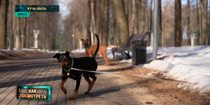На что пойдут налоги владельцев собак и как приучить горожан к уборке за питомцем