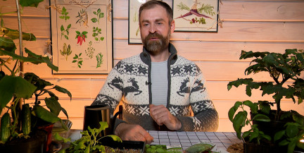 Как вырастить зелень на подоконнике зимой, рассказал садовник