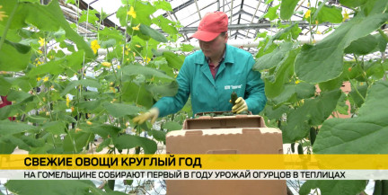 В Гомельском районе начали сбор нового урожая огурцов в «Тепличном»