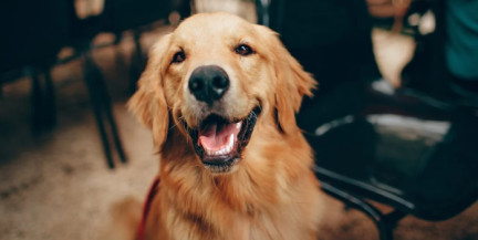 Даже для тех, кто не зарегистрировал питомца. С 1 июля в Минске изменится система начисления налога на собак