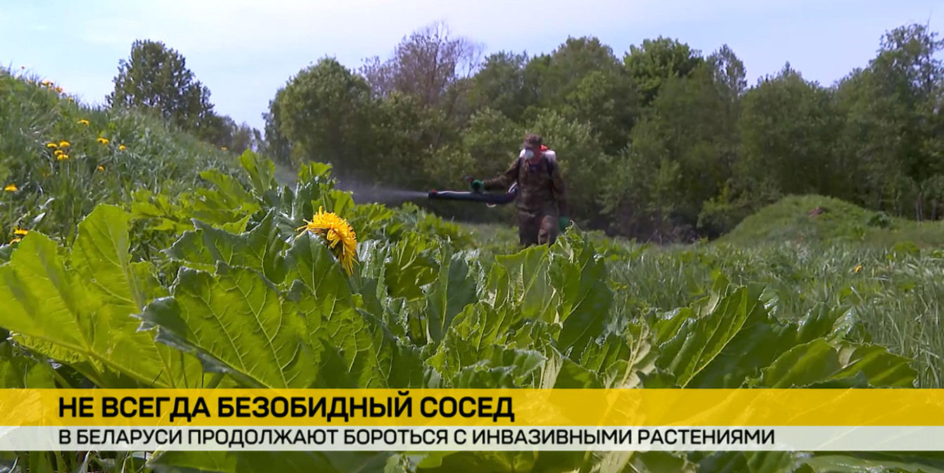В Беларуси продолжают бороться с инвазивными растениями