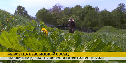 В Беларуси продолжают бороться с инвазивными растениями