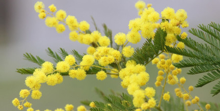 Что важно знать о торговле цветами в Беларуси: памятка к 8 Марта от эксперта