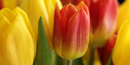 Витебские теплицы запустили срез цветов к праздникам