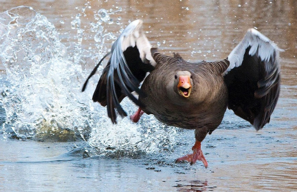 20 сентября в Беларуси начался сезон охоты на гусей