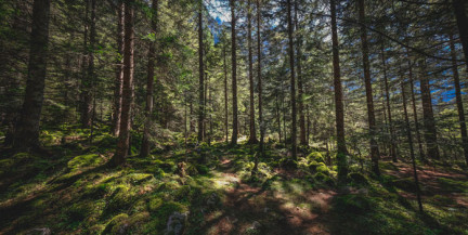 В 43 районах Беларуси действуют ограничения на посещение лесов