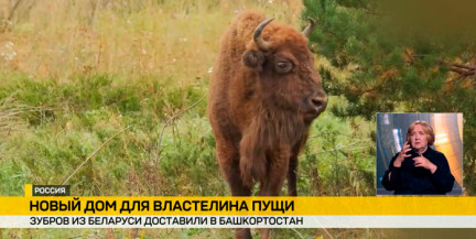 Зубров из Беларуси доставили в Башкортостан
