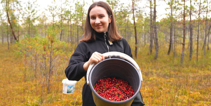 Белорусская клюква: полезная ягода, промышленный продукт и туристический бренд