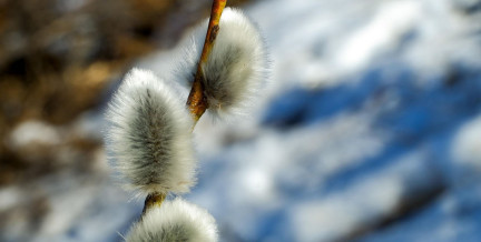 Сколько выходных будет в Беларуси в марте