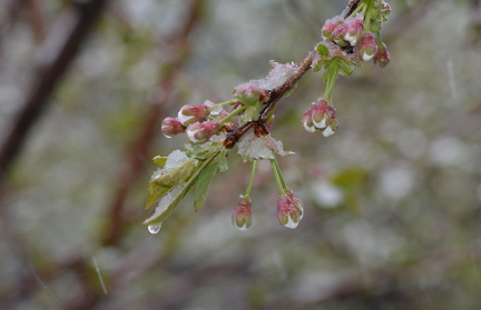 Какой регион Беларуси больше всего пострадал от майских заморозков, рассказали в Белгидромете