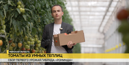 Первый урожай томатов собрали в умной теплице под Минском: получать сочные плоды теперь можно круглый год