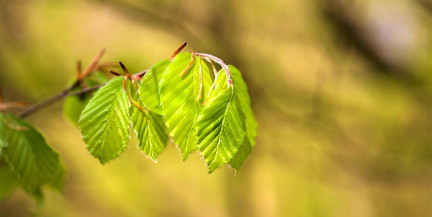 «Зеленым» остался только один район. Ограничения на посещение лесов введены по всей Беларуси