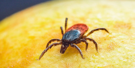 Клещи свирепствуют: что нужно знать о борьбе с паразитами