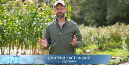 Размножение земляники делением куста осенью: советы Дмитрия Кастрицкого