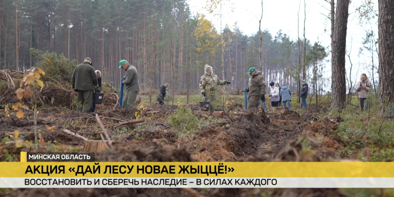 Акция «Дай лесу новае жыццё»: как белорусы помогают восстанавливать леса