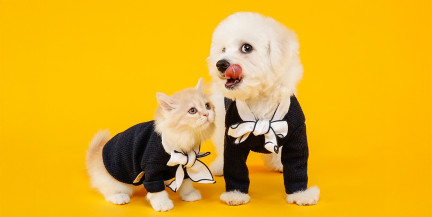 Названы породы собак, которые чаще других убегают от хозяев